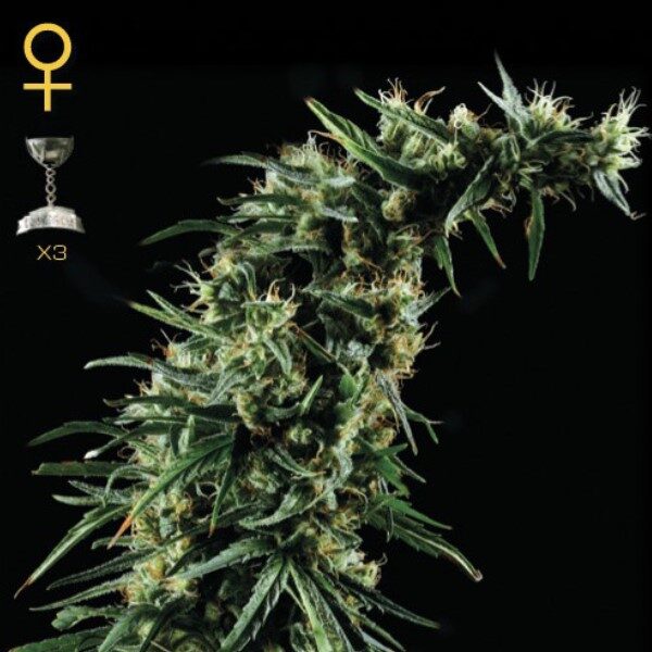 Hawaiian Snow feminizada de Green House