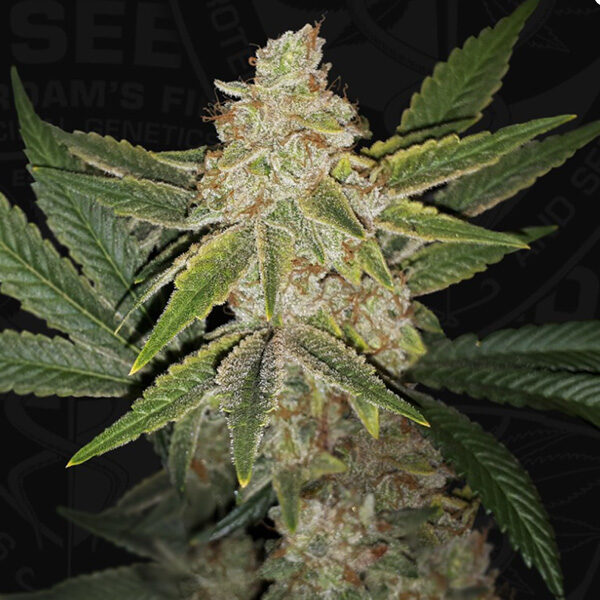 Hazanana feminizada de T.h. Seeds