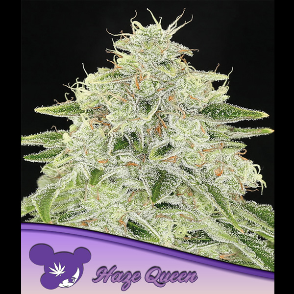 Haze Queen feminizada de Anesia Seeds