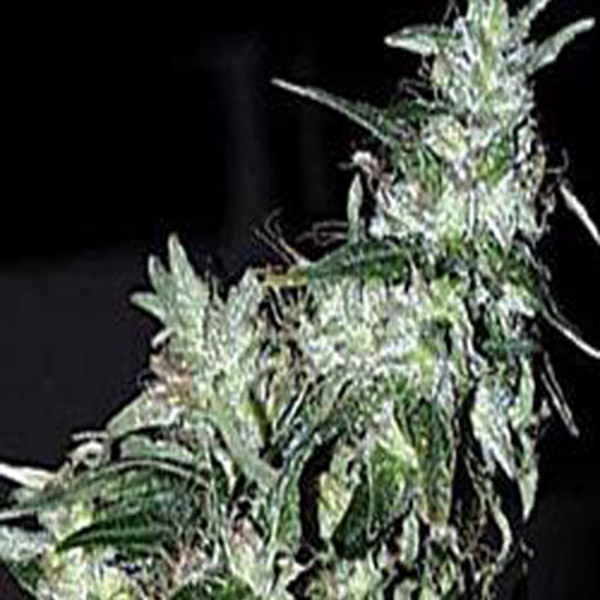 Haze Special feminizada de K.c. Brains