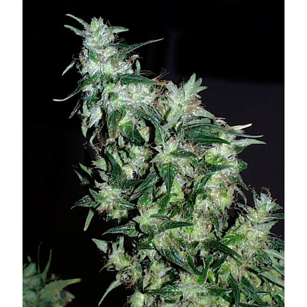 Haze Special regular de K.c. Brains