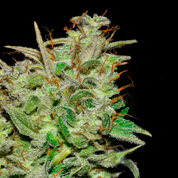 Hazemila feminizada de Quercus Seeds
