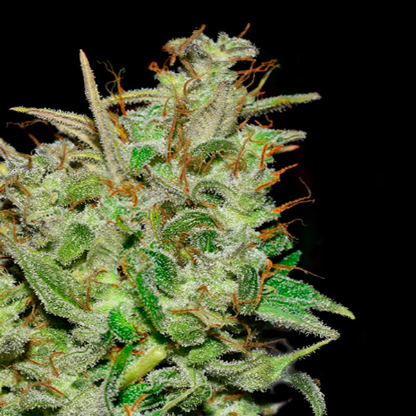 Hazemila feminizada de Quercus Seeds