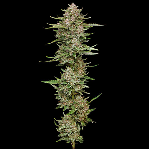 Hella Jelly feminizada de Humboldt Seeds Company