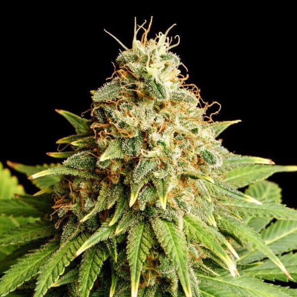 Hellfire OG feminizada de Kannabia Seeds