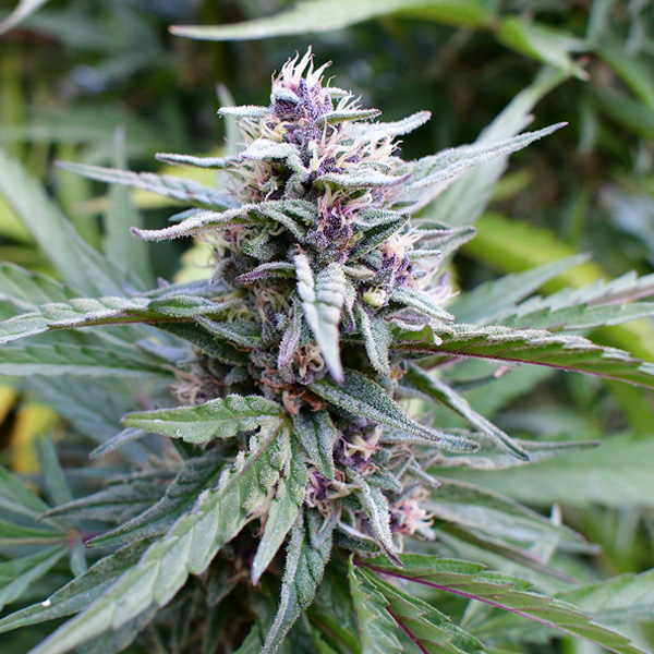Hi Biscus feminizada de Humboldt Seeds Company