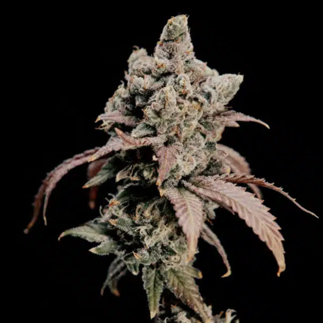 Hidden Vice feminizada de World Breeders