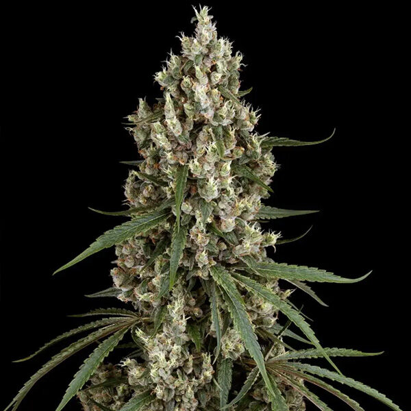 High School Reunion feminizada de Sensi Seeds