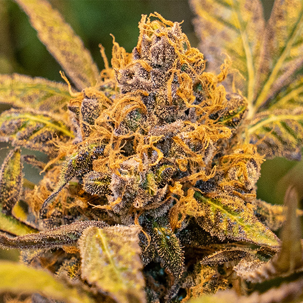 High Voltage Fast feminizada de High Speed Buds