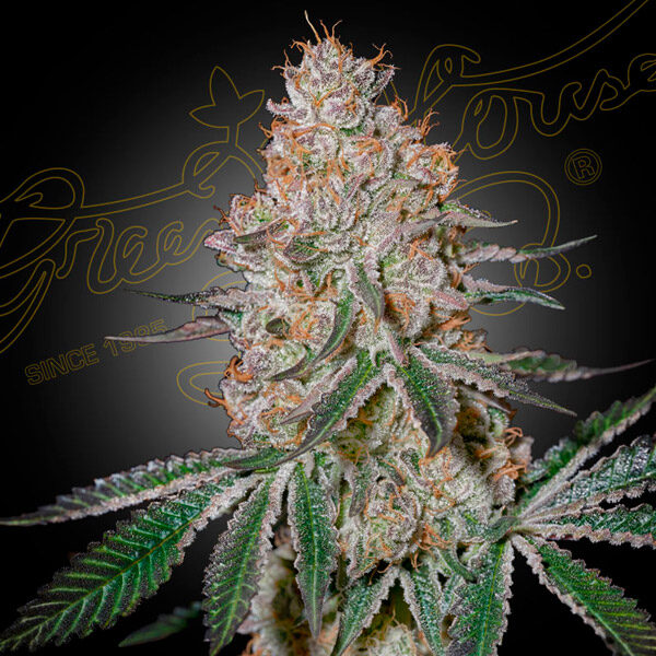 Highcloudz feminizada de Green House
