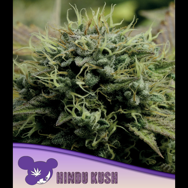 Hindu Kush feminizada de Anesia Seeds