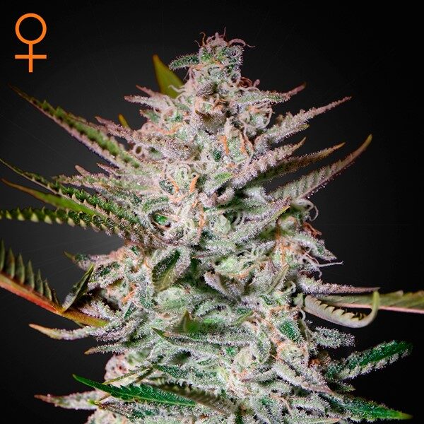 Holy Punch feminizada de Green House