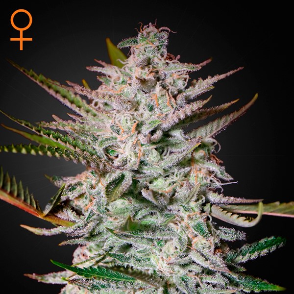 Holy Punch feminizada de Green House