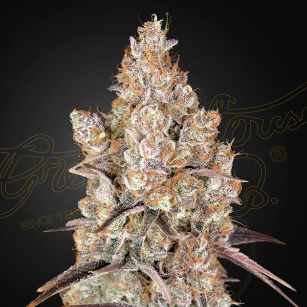 Holy Snow feminizada de Green House