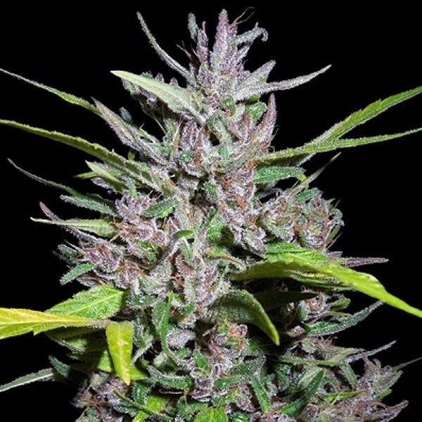 Honduras X Panama feminizada de Ace Seeds
