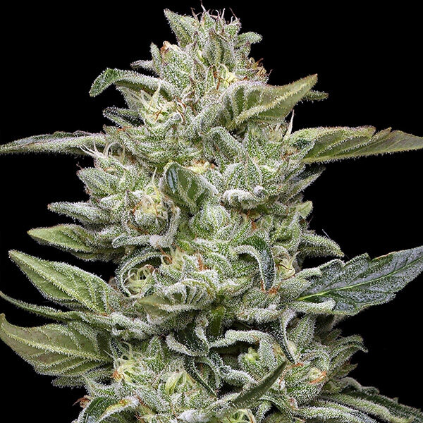 Honey Bear feminizada de Humboldt Seeds Company