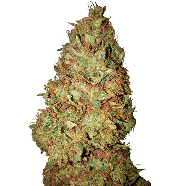 Honey Cookies feminizada de Cbd+ Buds