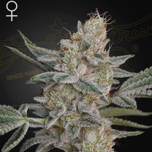 Honey Dipper feminizada de Green House