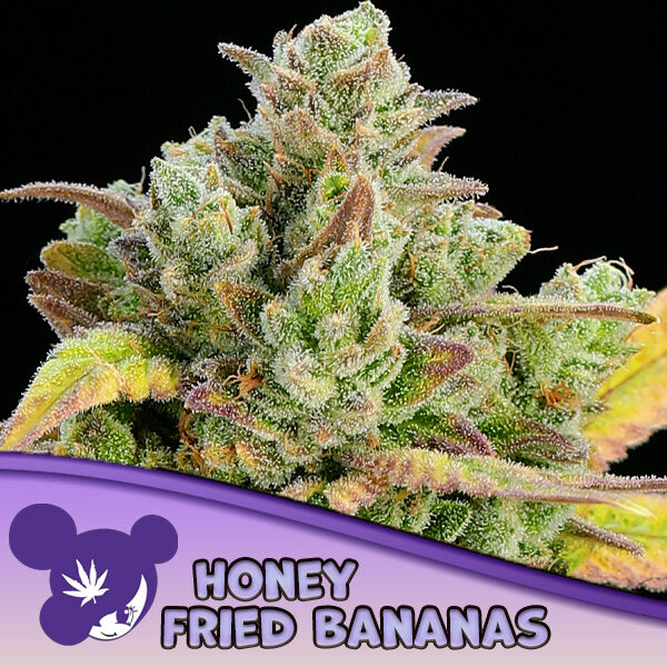 Honey Fried Bananas feminizada de Anesia Seeds