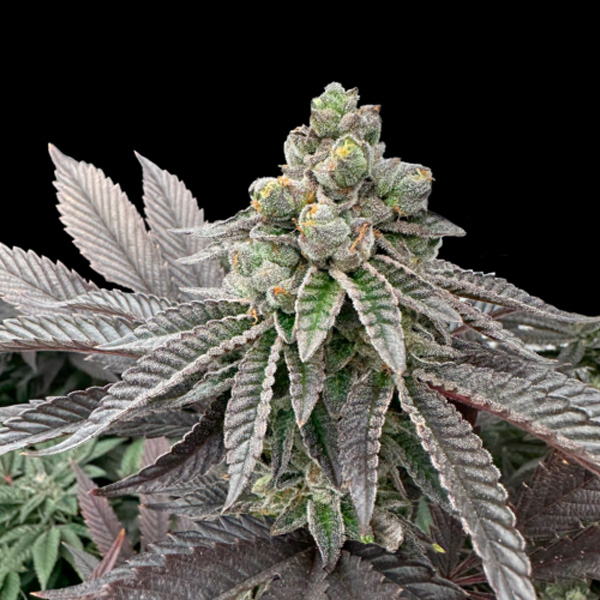 Honey Pam feminizada de Grateful Seeds