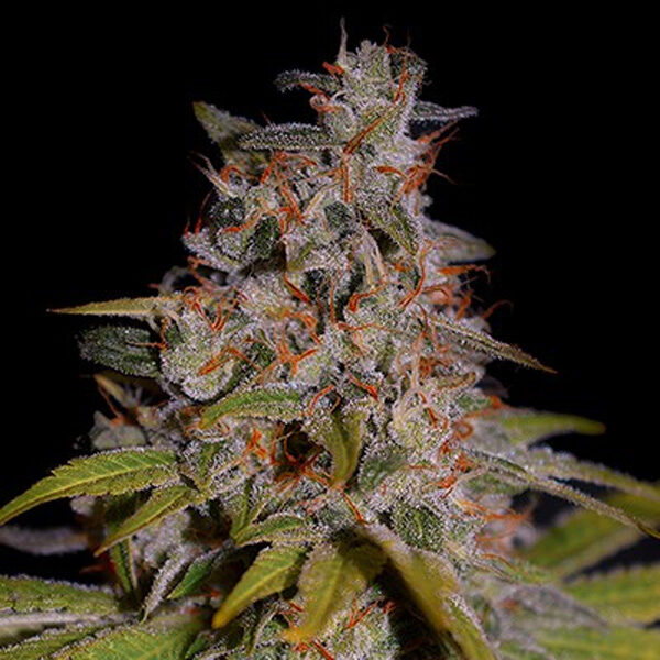 Honey Papaya feminizada de G13 Labs