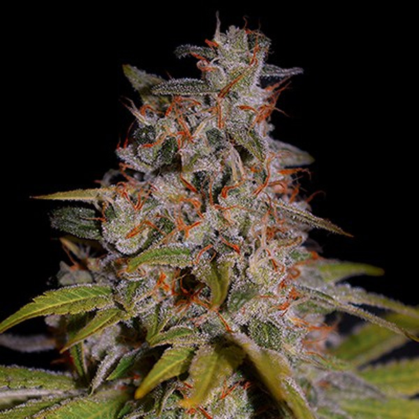 Honey Papaya feminizada de G13 Labs