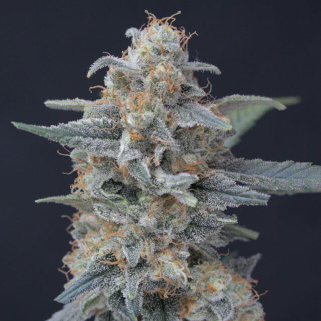 Honeyed Cream Dream feminizada de Pure Instinto