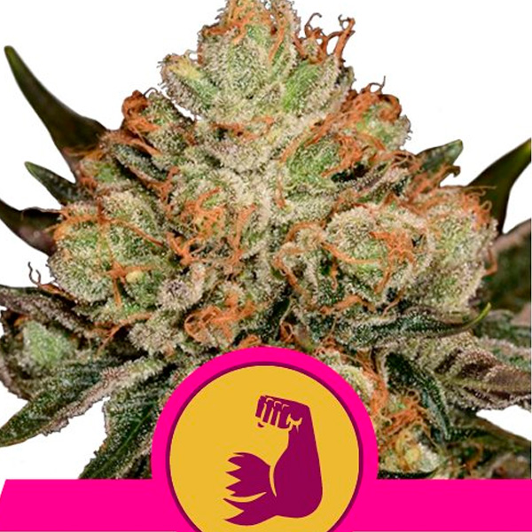 Hulkberry feminizada de Royal Queen