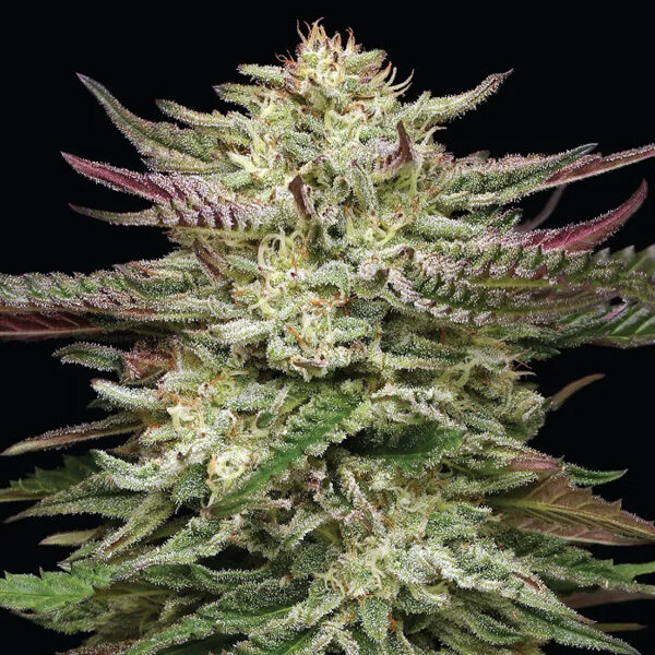 Humboldt Headband feminizada de Humboldt Seeds Company