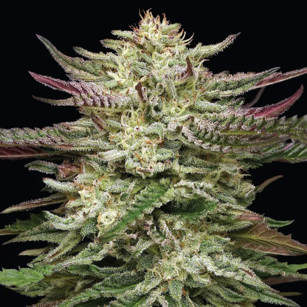Humboldt Headband feminizada de Humboldt Seeds Company