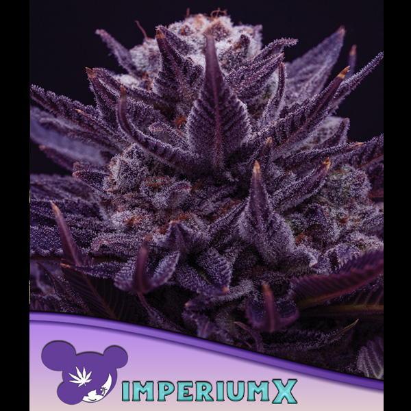 Imperium X feminizada de Anesia Seeds