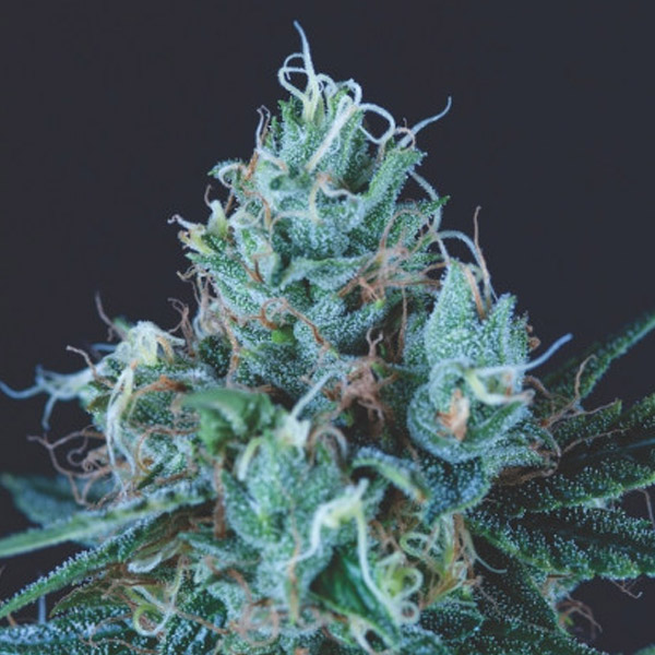 Ice Cream feminizada de Pyramid Seeds