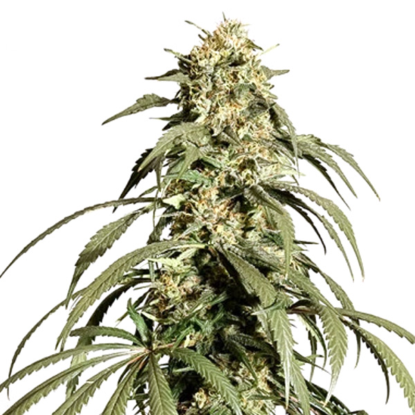 Ice Cream Haze feminizada de Dutch Passion