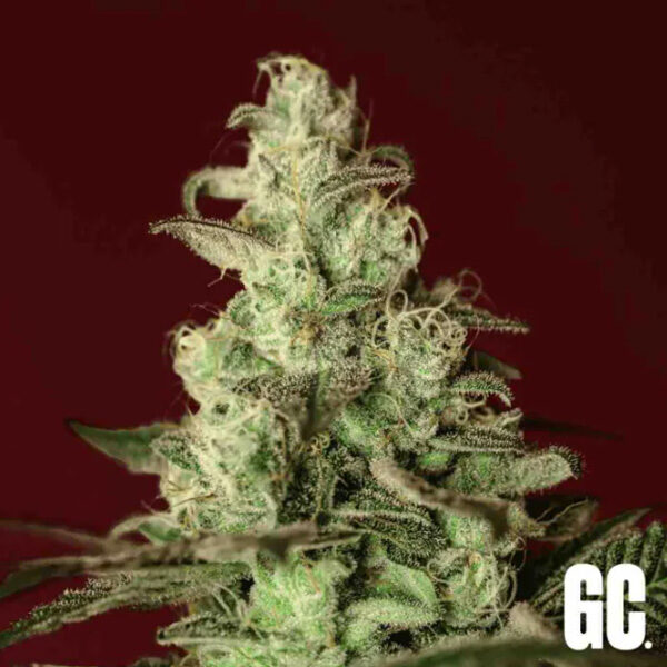 Iced Apples feminizada de Grand Cru Genetics