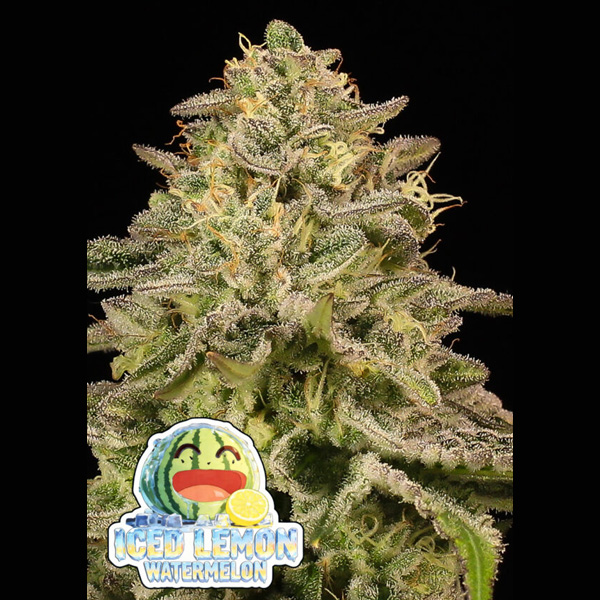 Iced Lemon Watermelon feminizada de Anesia Seeds