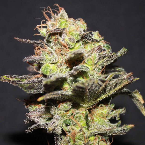 Icer feminizada de R-kiem Seeds