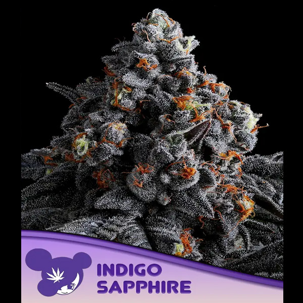 Indigo Sapphire feminizada de Anesia Seeds