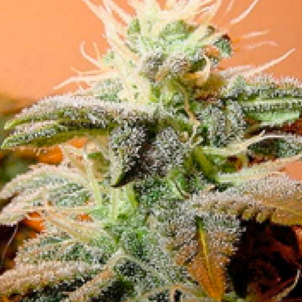Indoor Mix feminizada de Female Seeds