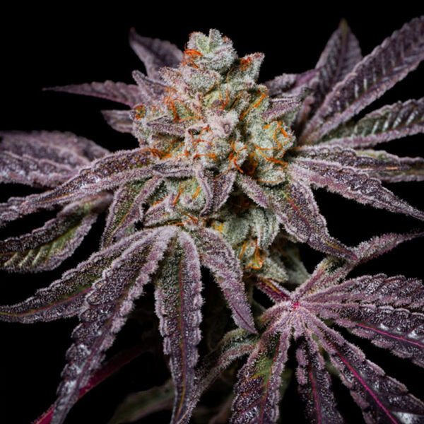 Insanity OG feminizada de Pure Instinto