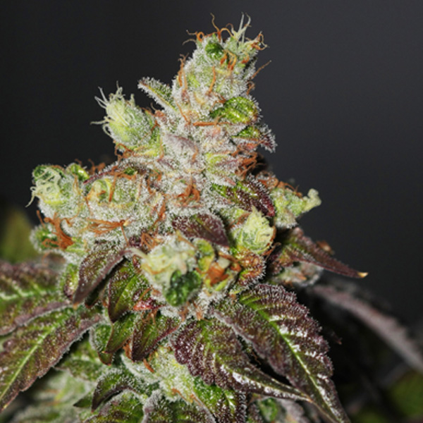 Island Punch feminizada de The Cali Connection