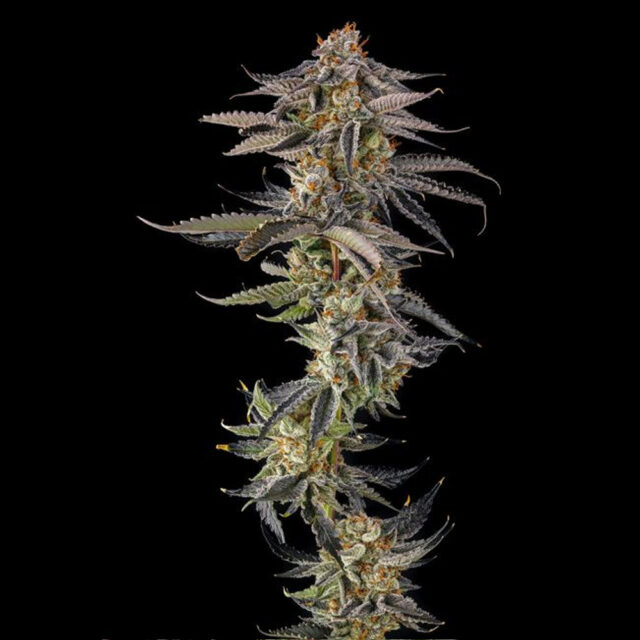 Jahrassic : Jahmagic X Black Amber feminizada de Compound Genetics