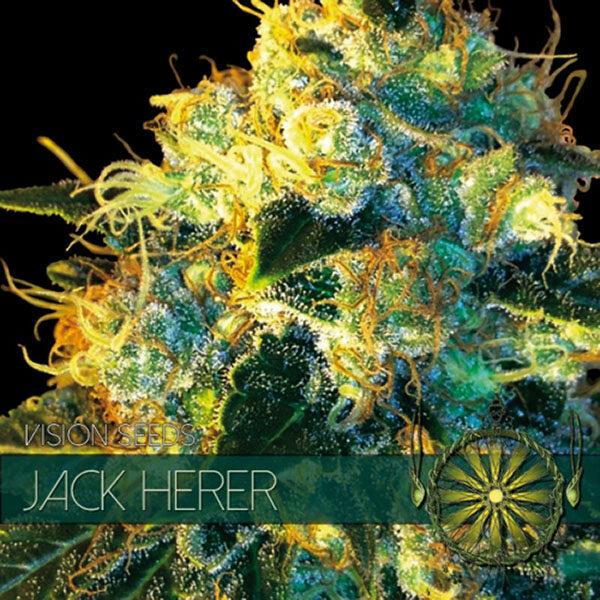 Jack Herer 3+1 Sem feminizada de Vision Seeds