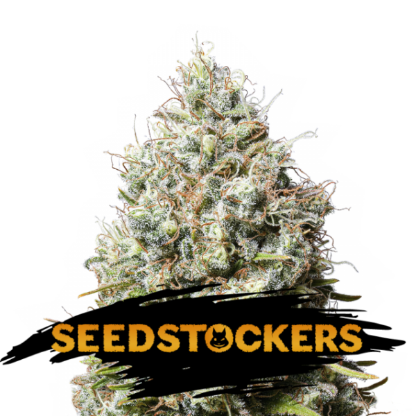 Jack Herer feminizada de Seedstockers