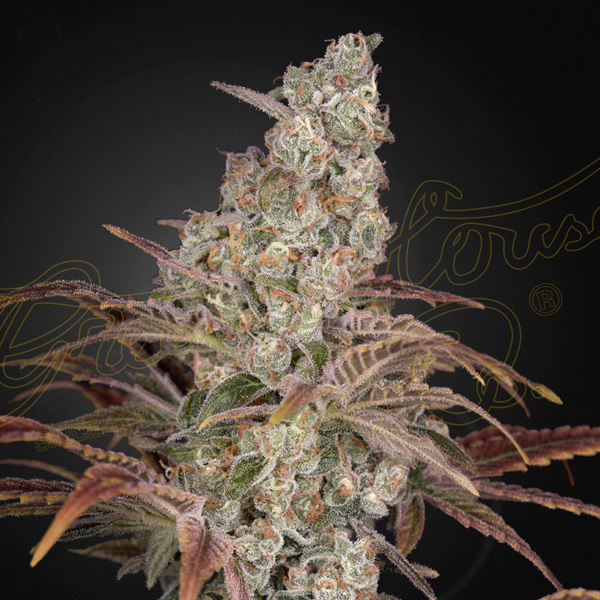 Jack´s Dream feminizada de Green House