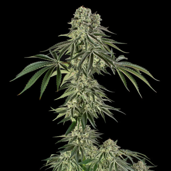 Jamaican Mountain X Julian Marley feminizada de Silent Seeds