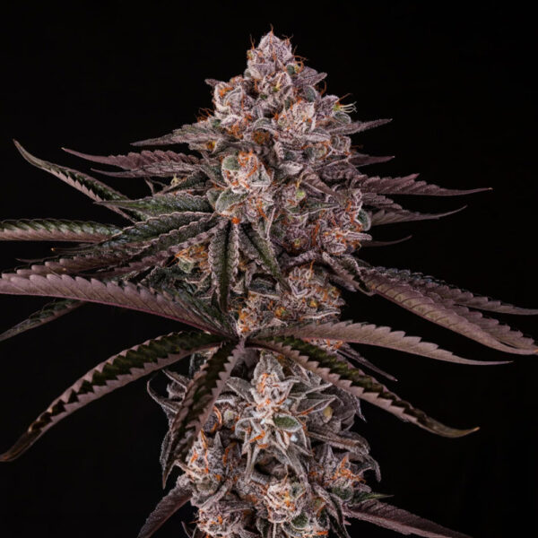 Jamaican Sunset X Julian Marley feminizada de Silent Seeds