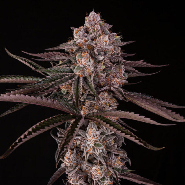 Jamaican Sunset X Julian Marley feminizada de Silent Seeds