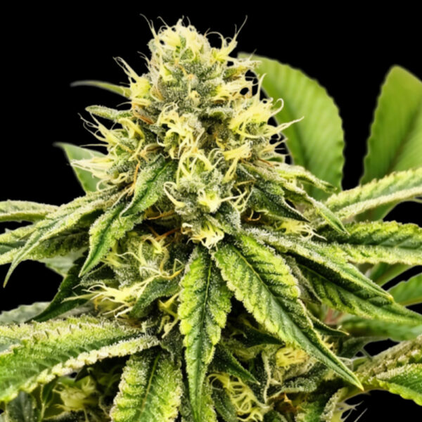 Jamon & Melon feminizada de Grateful Seeds