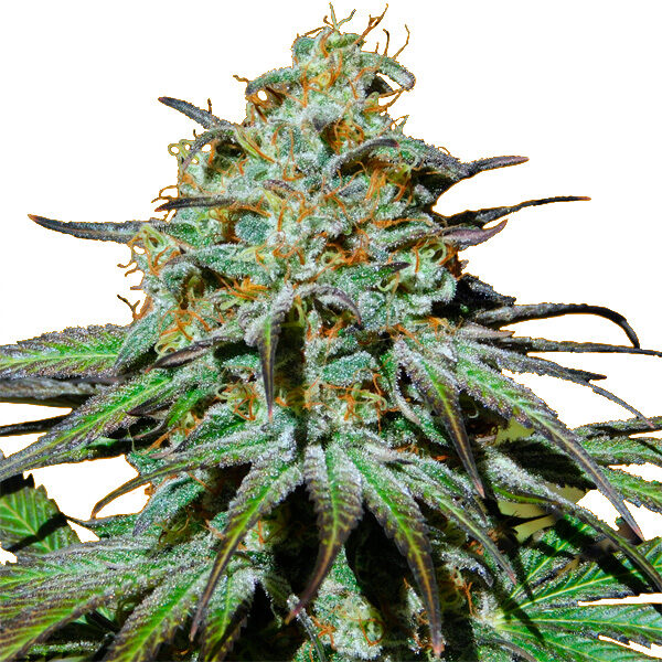 Jealousy feminizada de Original Sensible Seeds