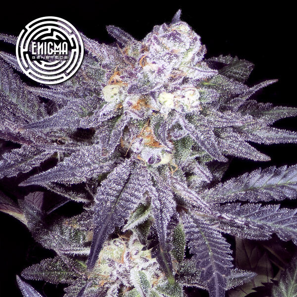 Jealousy 54 feminizada de Enigma Genetics